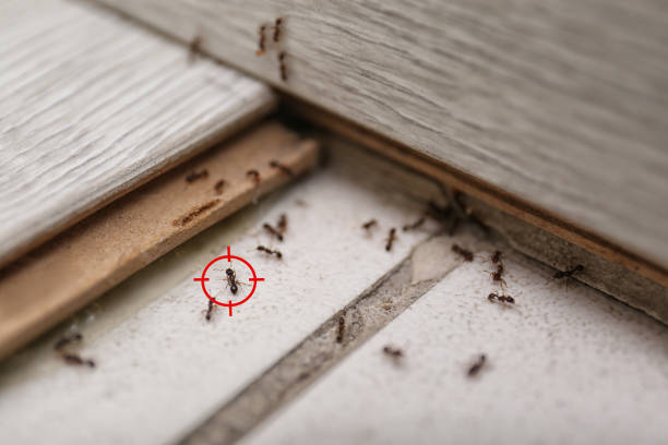 Best Cockroach Control Services  in Shippensburg, PA