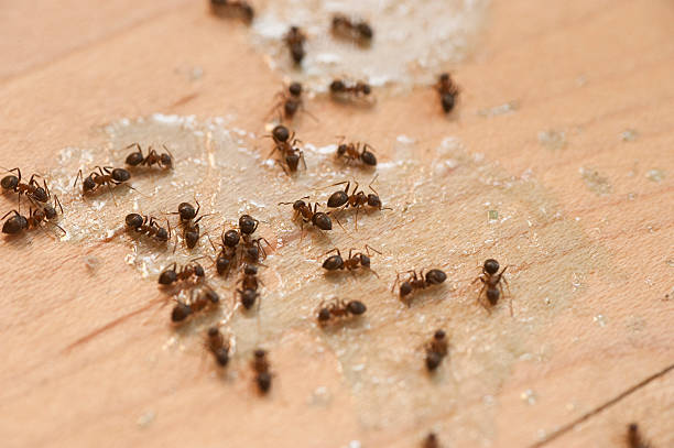 Best Commercial Pest Control Services  in Shippensburg, PA